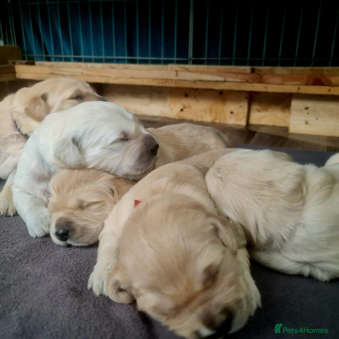 Golden Retriever dogs for sale: 💫💫💫 All puppies are reserved 💫💫💫 in Saint Helens - Image 29