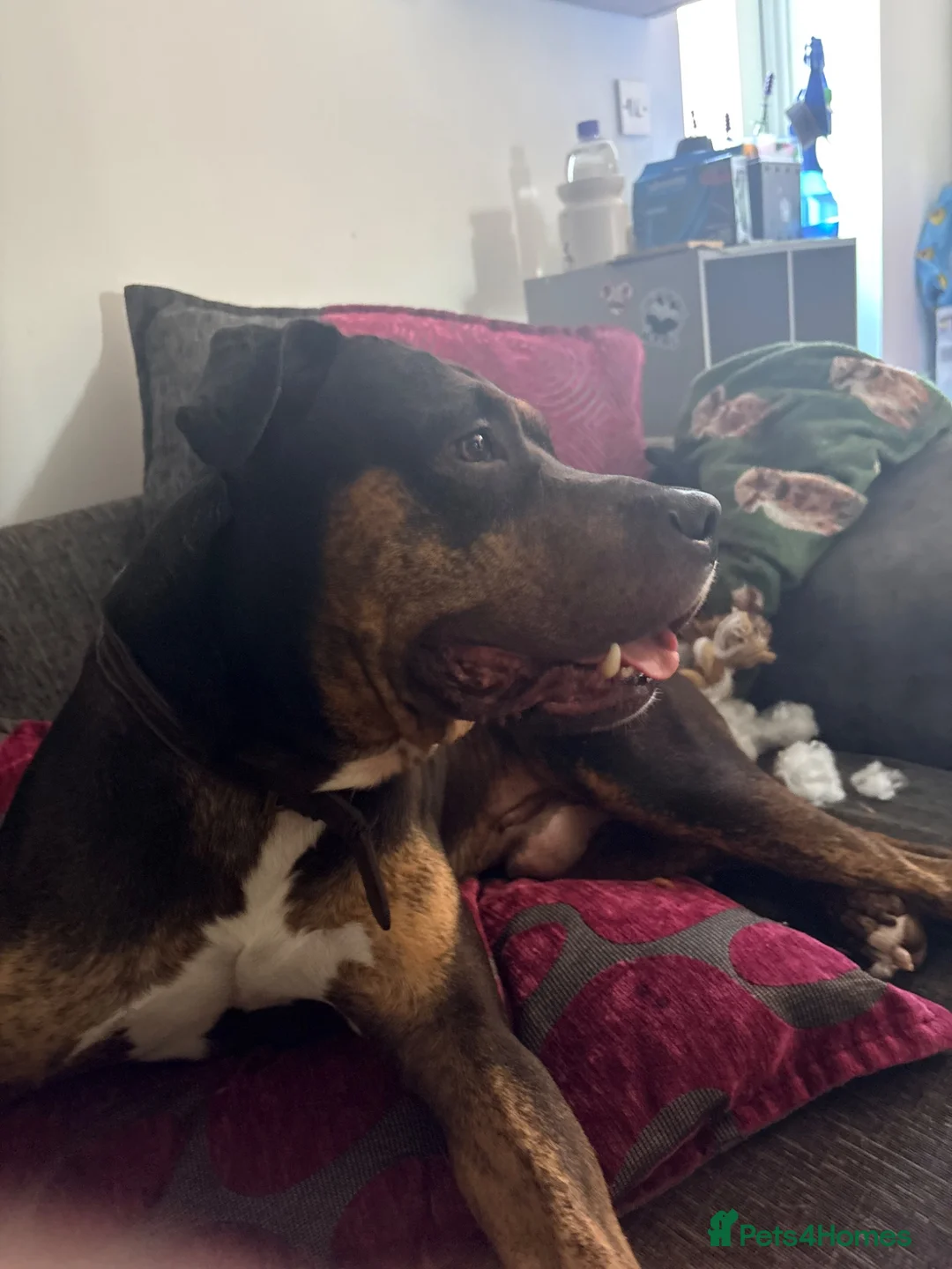 Mixed Breed dogs for sale: Boss  in Lowestoft - Advert 5