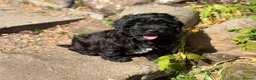 Mixed Breed dogs for sale: Gorgeous zuchon x toy poodle ready now - Advert 3