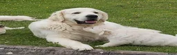 Golden Retriever dogs for sale: STUNNING CREAM GOLDEN RETRIEVER PUPPIES  in Rochdale - Advert 5