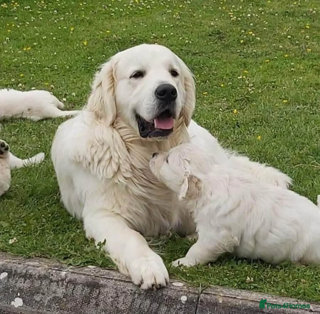 Golden Retriever dogs for sale: STUNNING CREAM GOLDEN RETRIEVER PUPPIES  in Rochdale - Advert 5