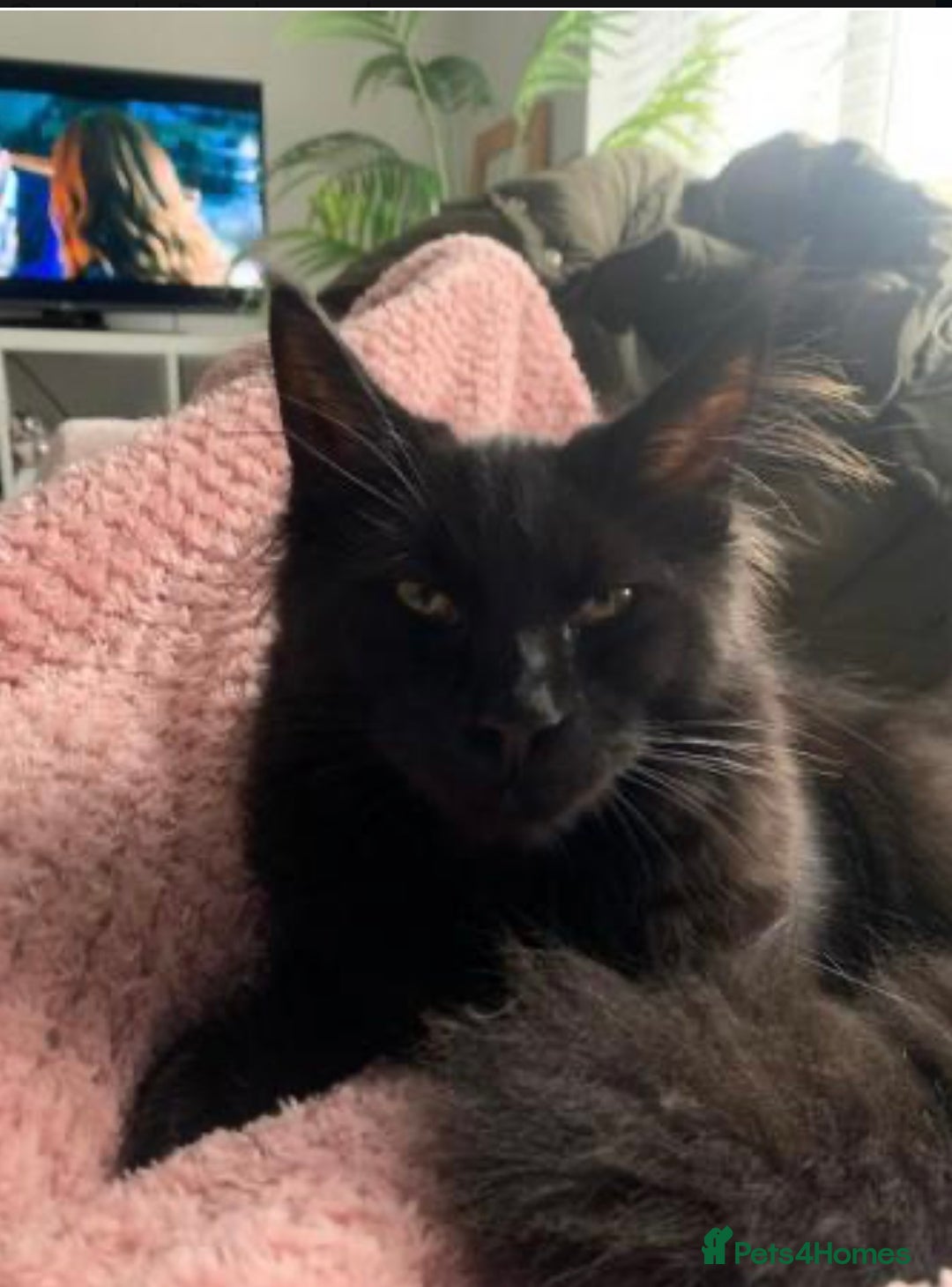 Maine Coon cats for sale: Female Pure mainecoon - Image 14