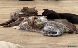 British Shorthair cats for sale: GCCF BSH Chinchilla Rare, Beautiful Kittens - Image 17