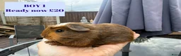 Guinea Pig rodents for sale: Baby Guinea Pigs-male & female - Advert 6