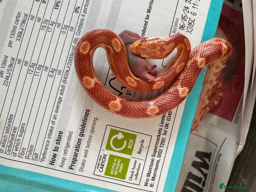 Corn Snake reptiles for sale: Baby corn snakes for rehoming in Witham - Image 7