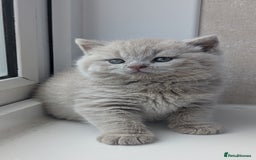 British Shorthair cats for sale: Best quality Gccf registered lilac kittens  - Image 4