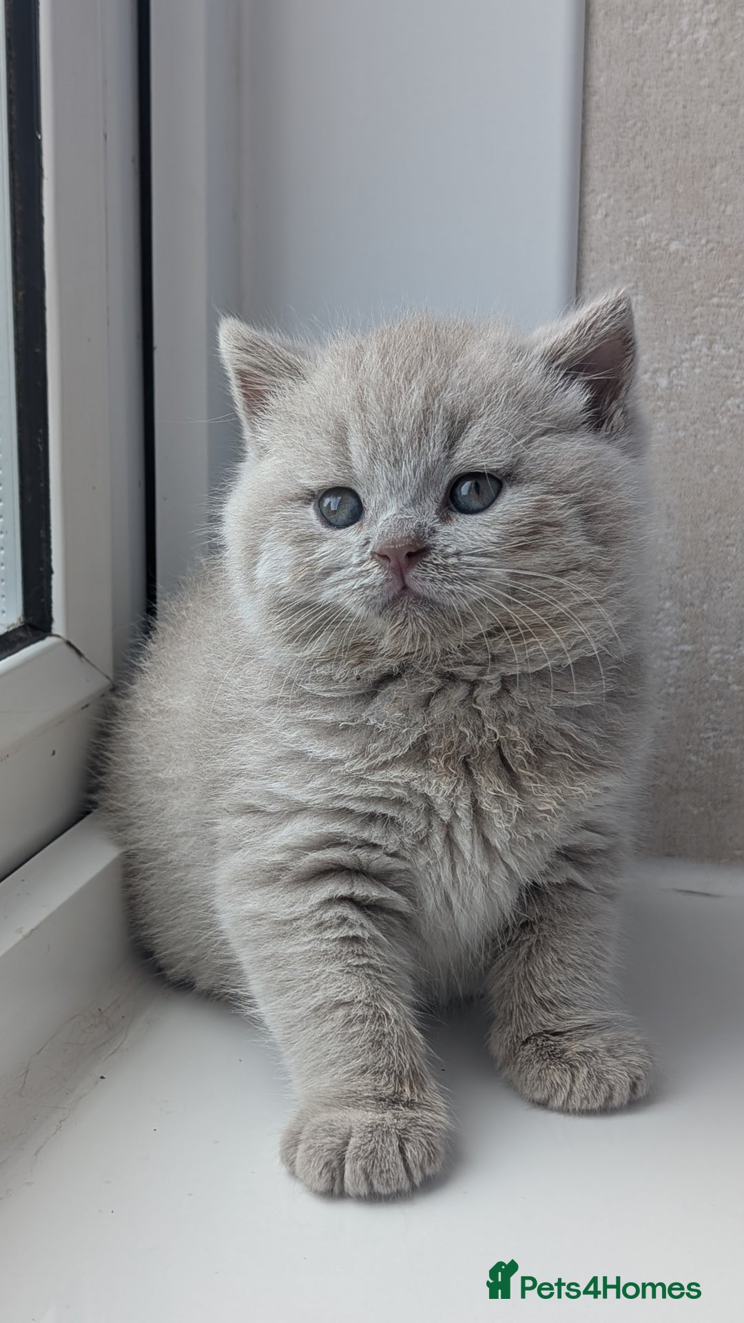 British Shorthair cats for sale: Best quality Gccf registered lilac kittens  - Image 4