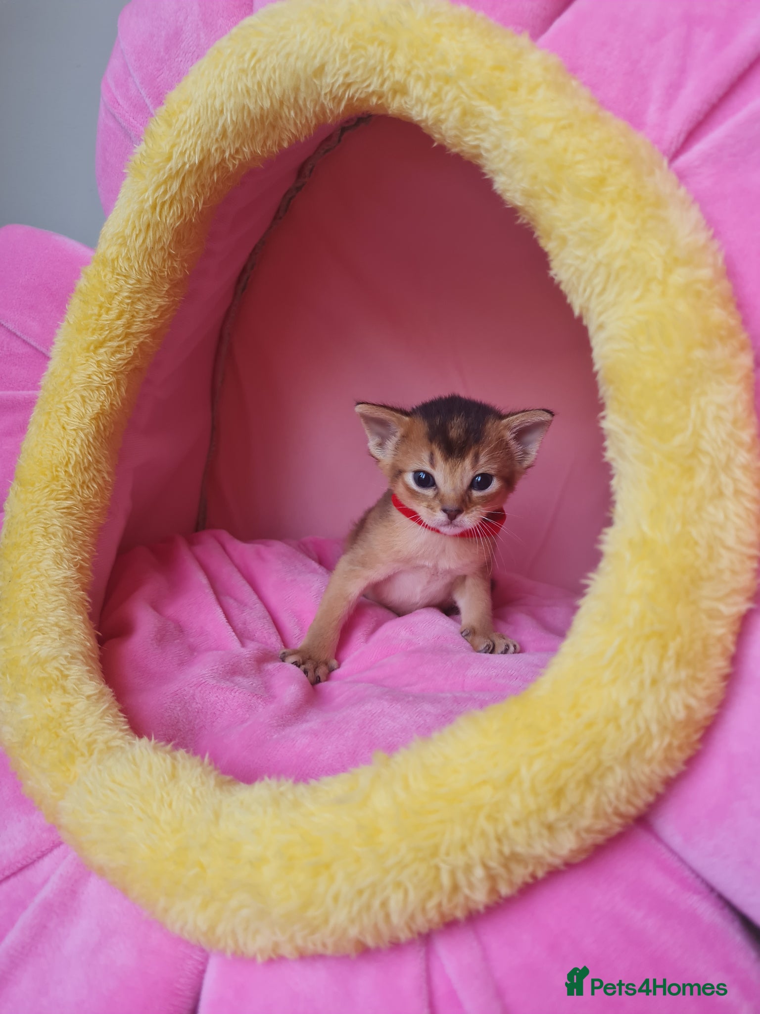 Abyssinian cats 🎖🏆🏅Abyssinian kittens  - Advert 15