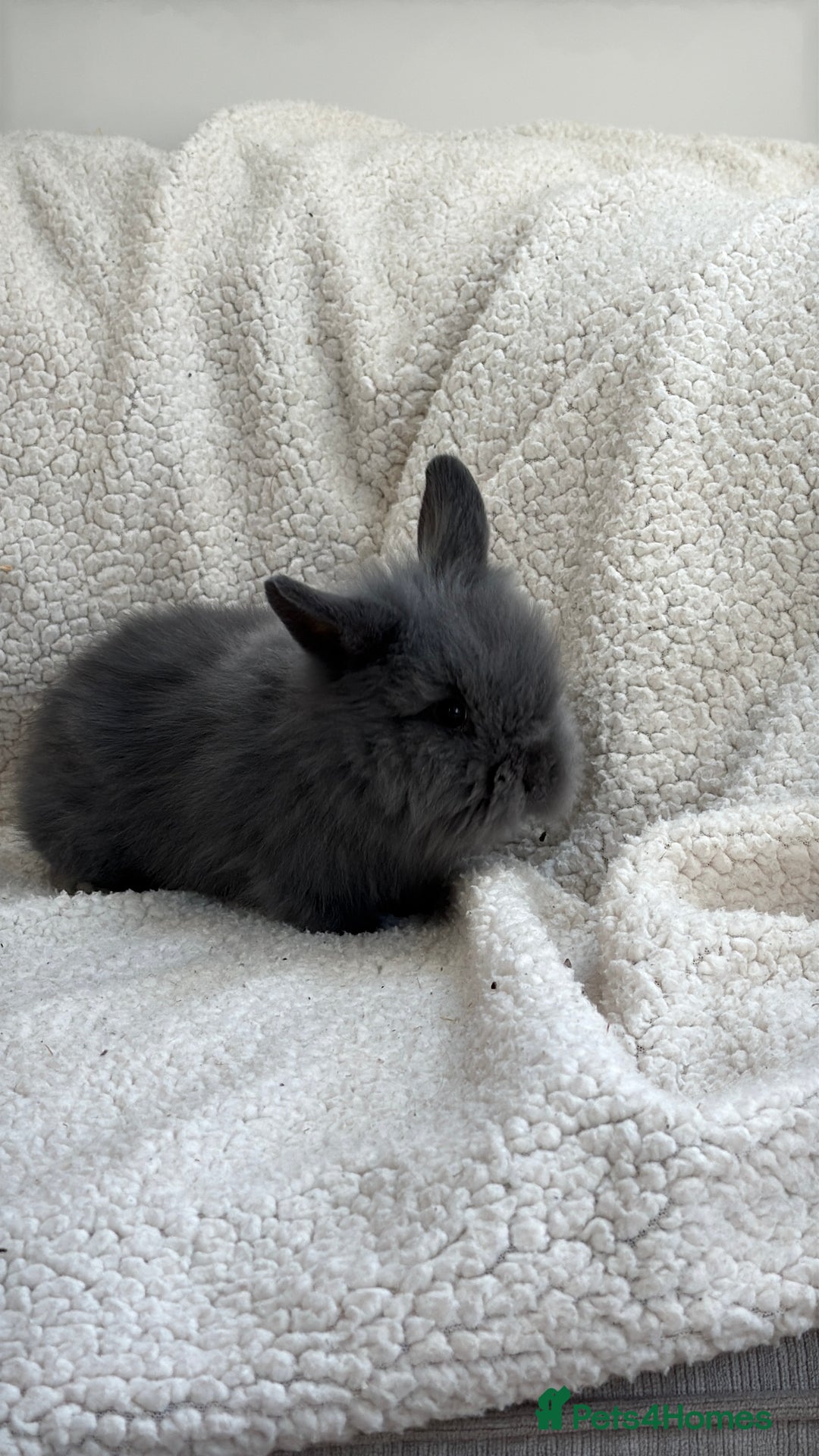 Angora rabbits for sale: Teddy bear bunnies  - Advert 3
