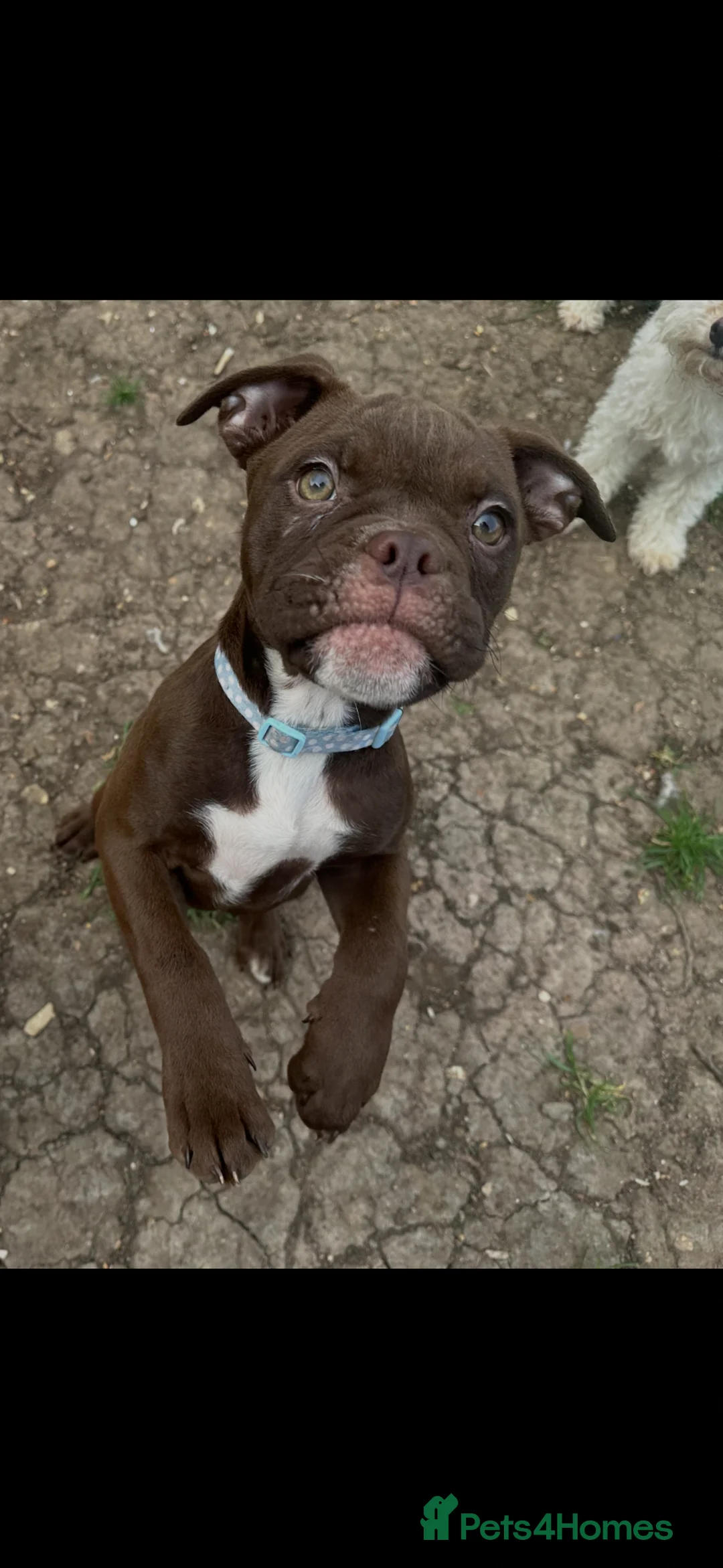 Old Tyme Bulldog dogs for sale: ⭐️Reduced⭐️ Old English bulldogs  - Advert 2