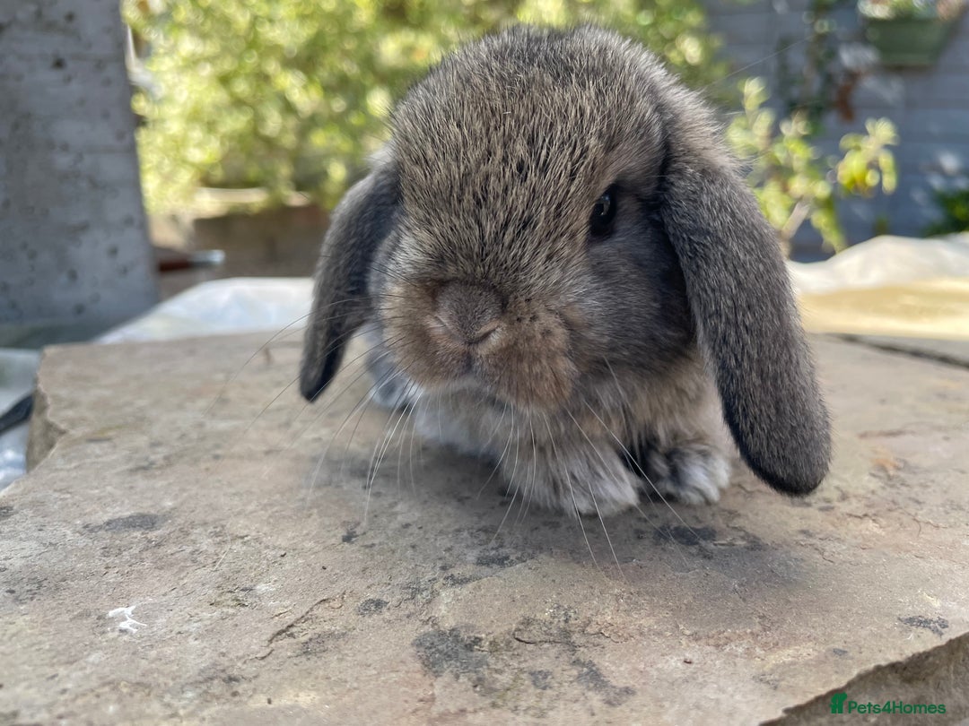 Mini Lop rabbits for sale: Mini lops ready to reserve  - Image 3