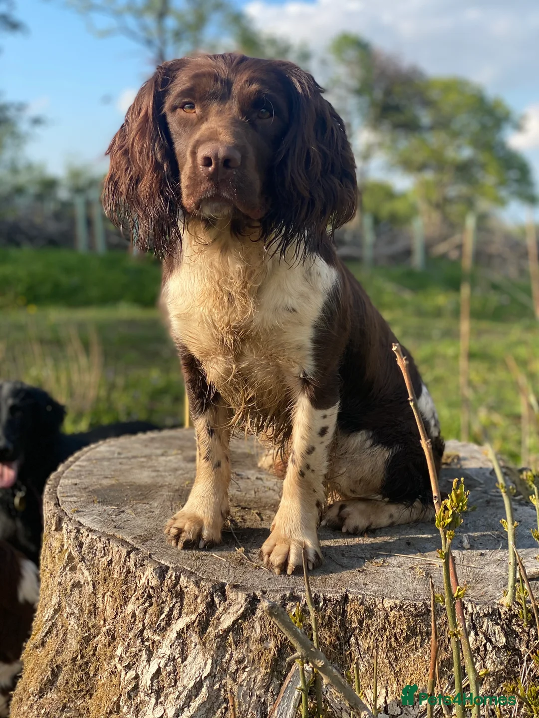 English Springer Spaniel dogs for stud: Heavy marked springer spaniel  in Ross-on-Wye - Advert 2
