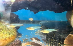 Live Bearers fish for sale: Mixed fish - Image 14