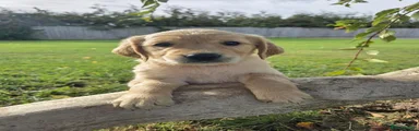 Golden Retriever 7