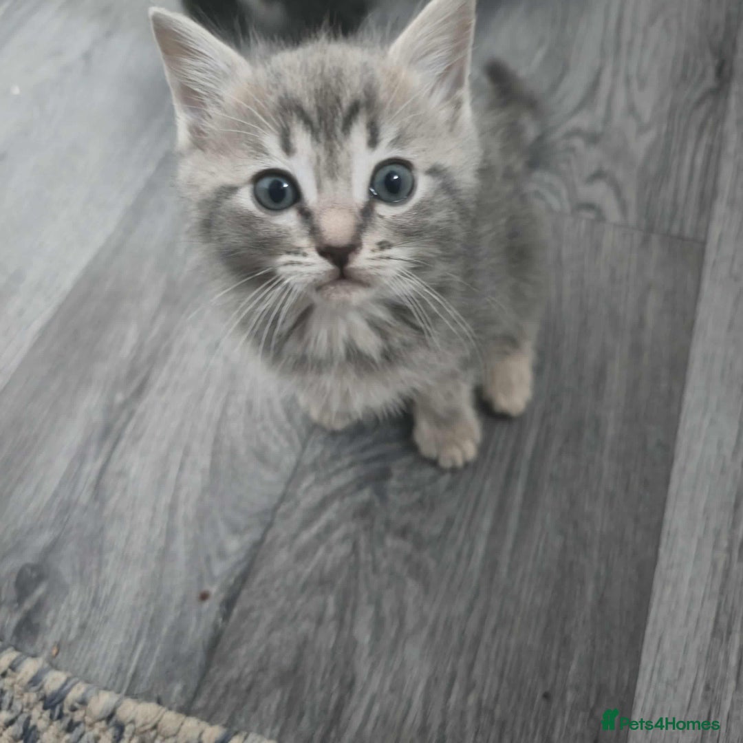 Mixed Breed cats for sale: Adorable Ragdoll Mix Kittens  - Image 14