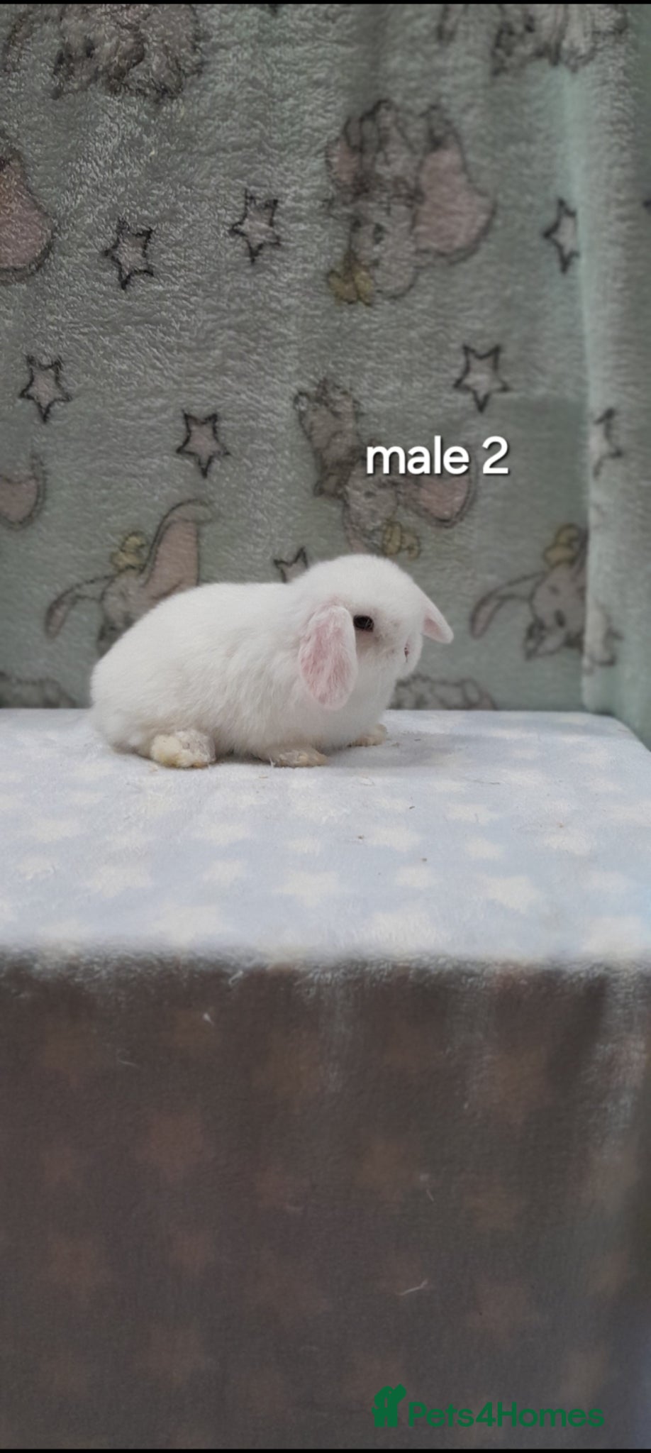 Mini Lop rabbits Make and female minilops - Advert 2