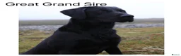 Labrador Retriever dogs for sale: Stunning KC pups,health tested parents&manyFTCH/Ws in Mansfield - Advert 18