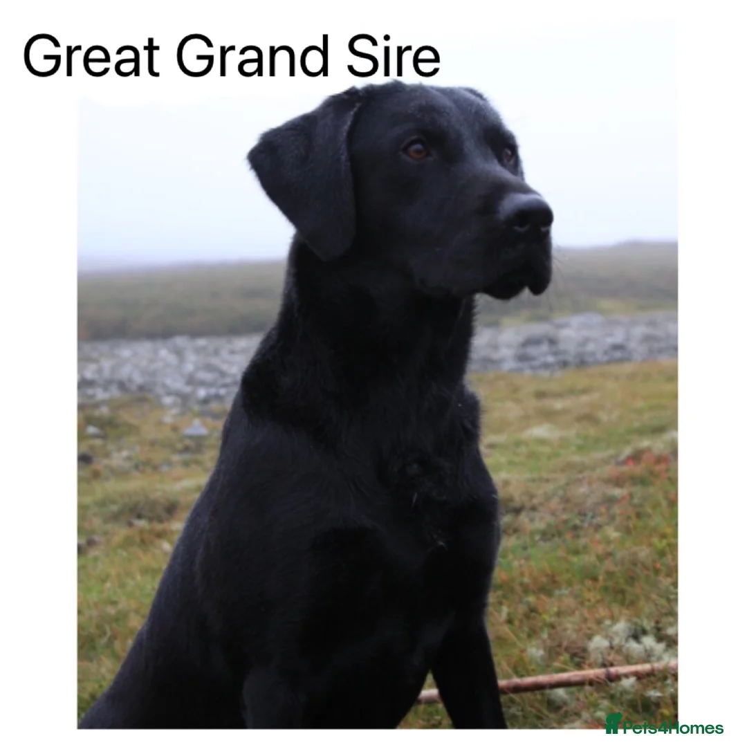 Labrador Retriever dogs for sale: Stunning KC pups,health tested parents&manyFTCH/Ws in Mansfield - Advert 18