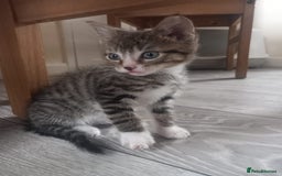 British Shorthair cats for sale: 3 beautiful kittens for sale  - Image 2