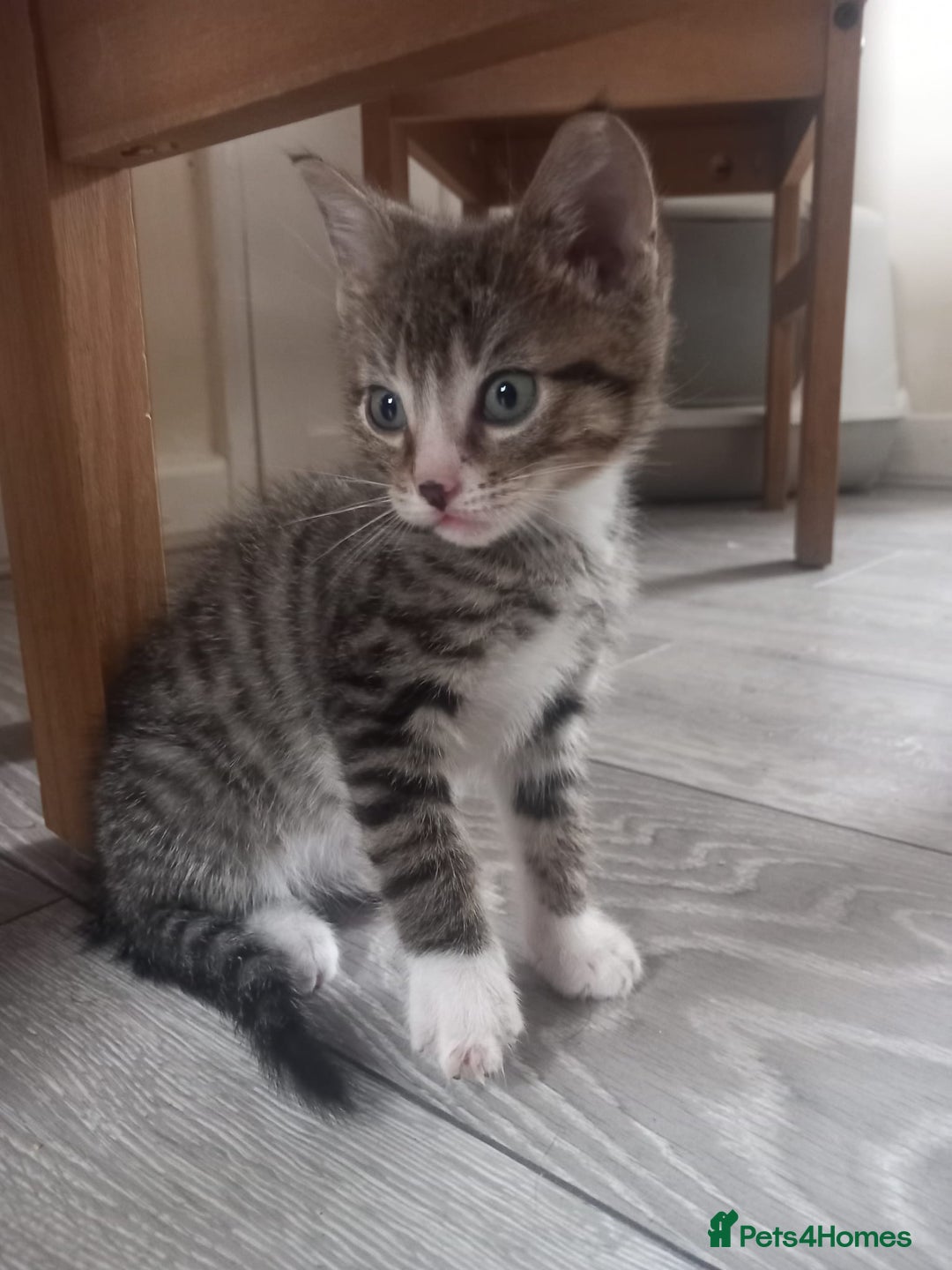 British Shorthair cats for sale: 3 beautiful kittens for sale  - Image 2