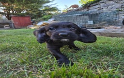 Cocker Spaniel dogs for sale: Working cocker spaniel pups - Image 13