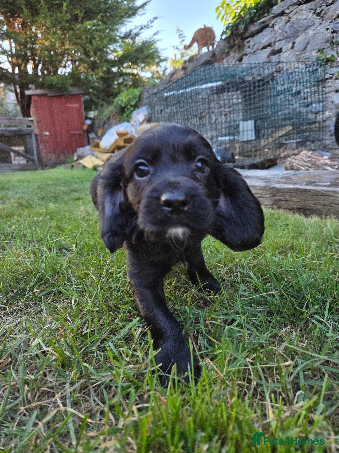 Cocker Spaniel dogs for sale: Working cocker spaniel pups - Image 13
