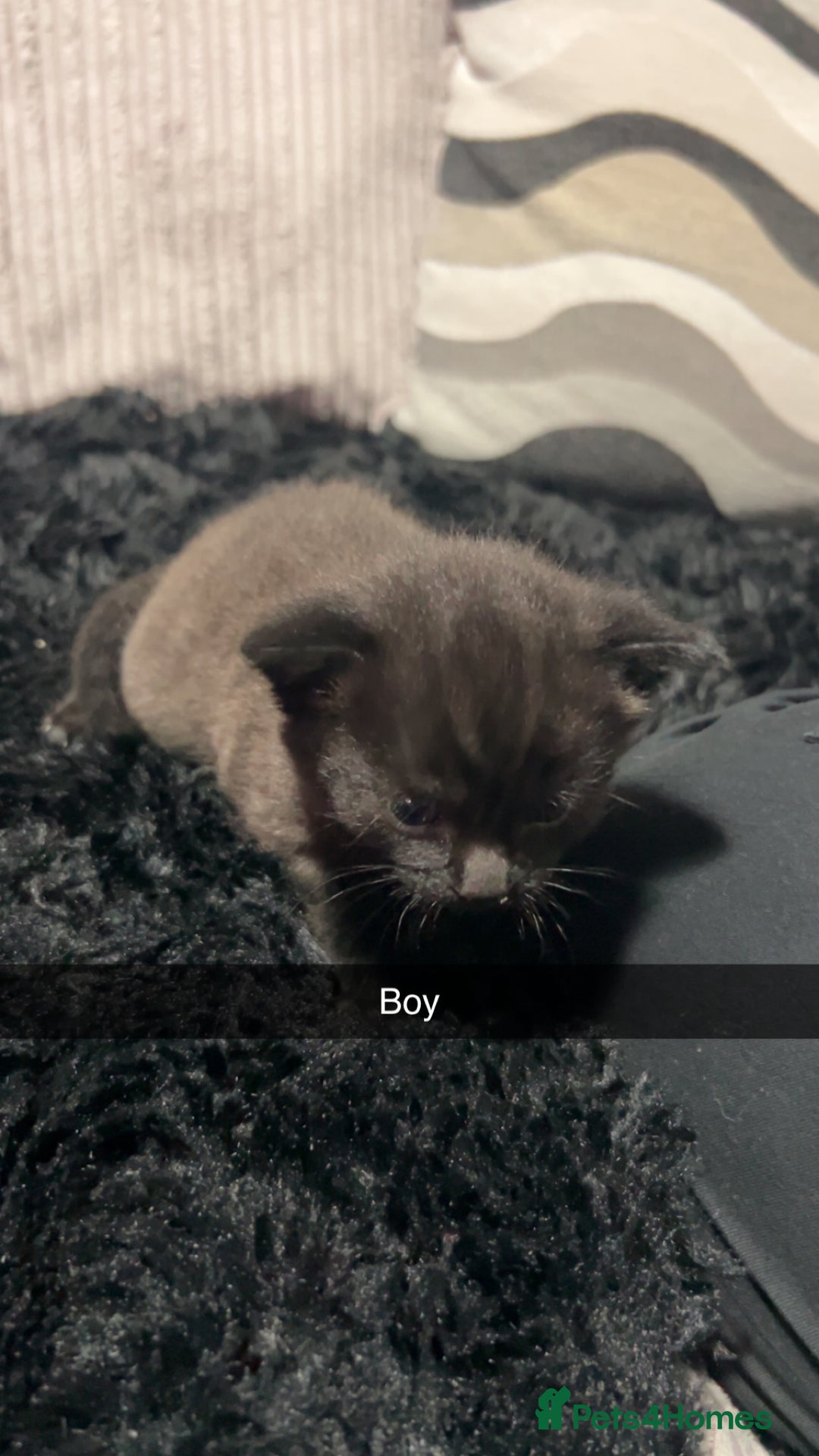 Mixed Breed cats for sale: Beautiful grey and black kitten - Advert 6