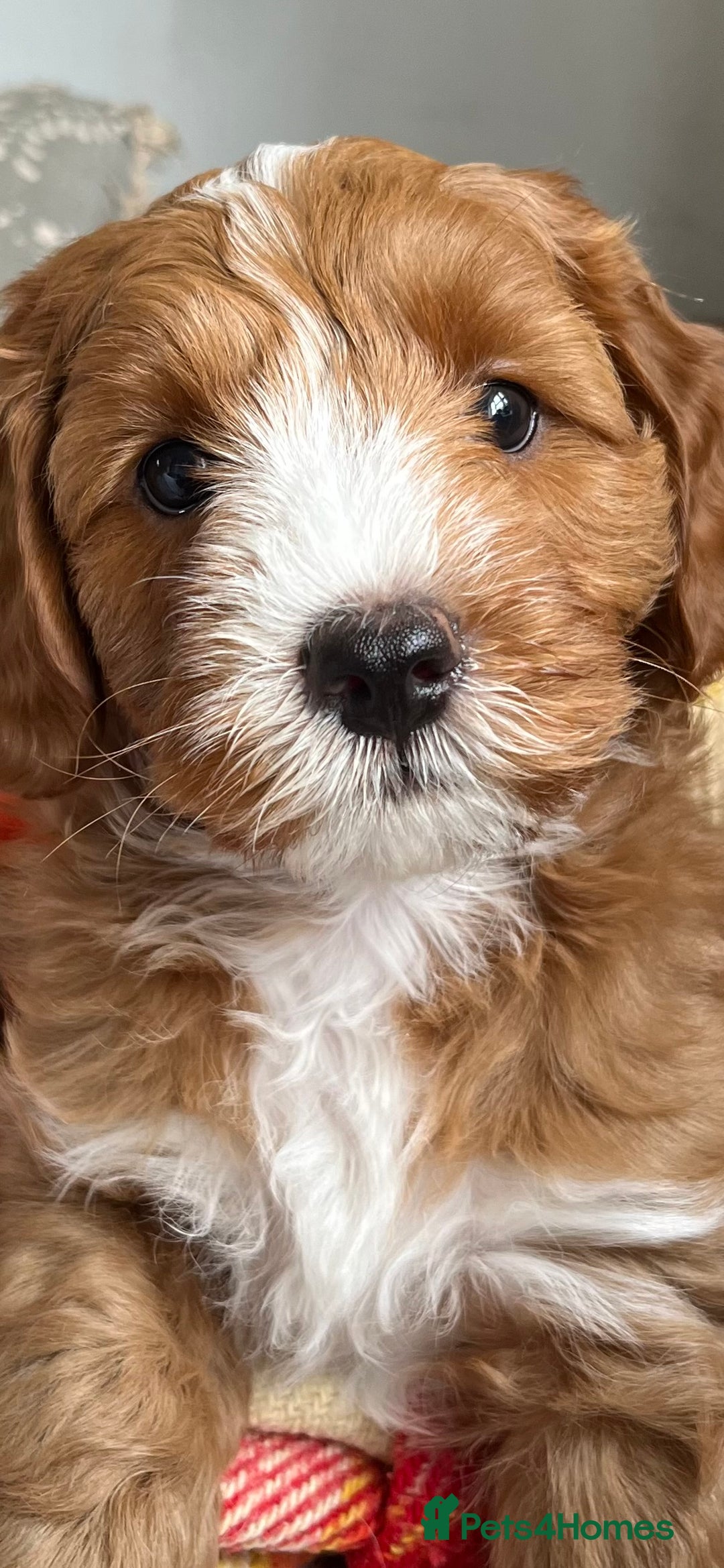 Goldendoodle dogs for stud: Rutlands Lil Cookie Cutter from Australia health T in Bedford - Image 5