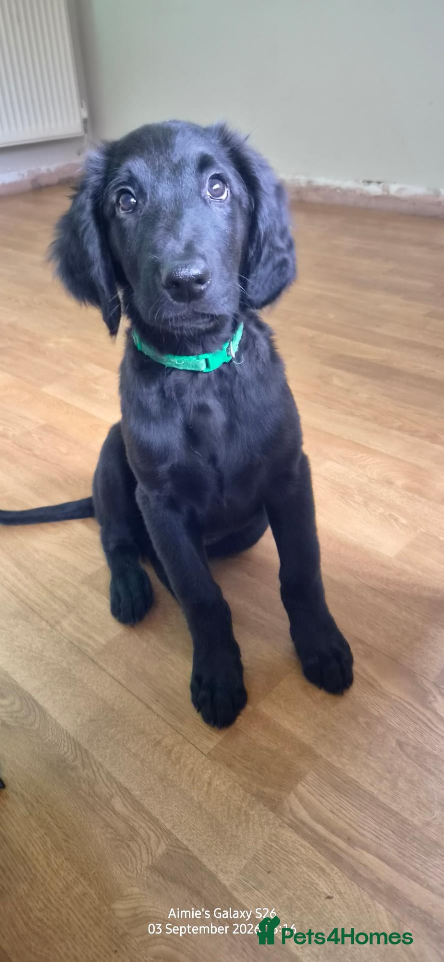 Labradoodle dogs REDUCED Double doodle puppies - Advert 2