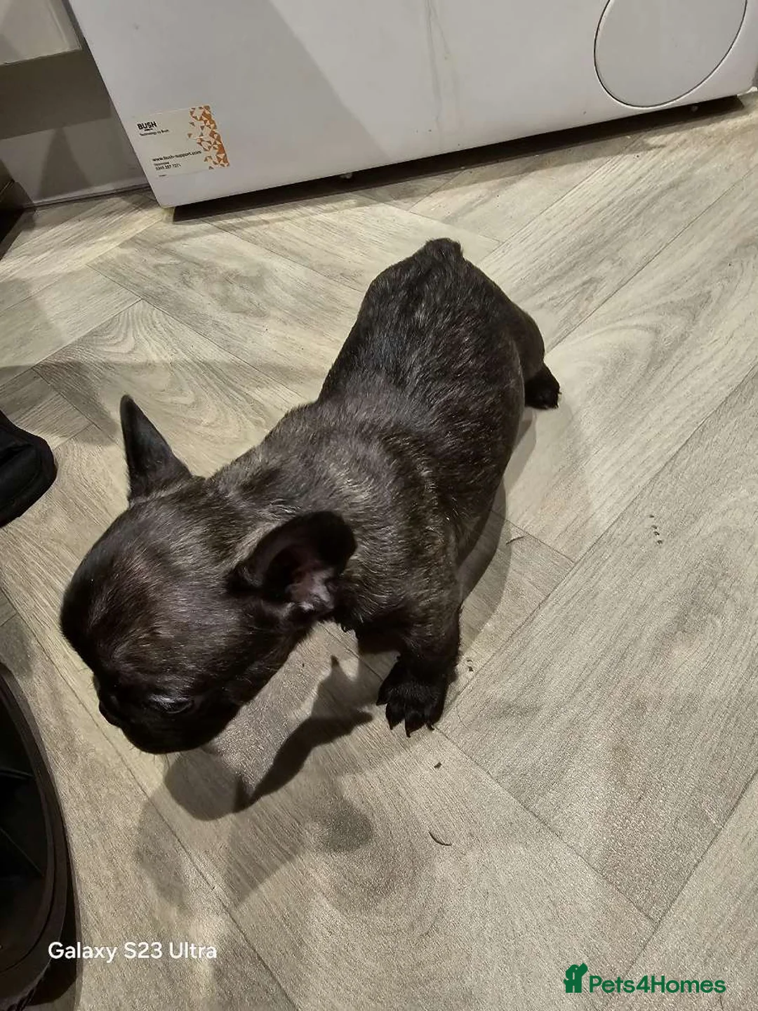 French Bulldog dogs for sale: French bulldog puppys for sale  - Advert 10