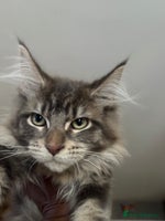 Maine Coon cats - Advert 12