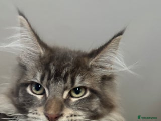 Maine Coon cats Xl main coons kittens - Advert 9