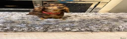 Dachshund dogs for sale: Miniature chocolate dachshund  - Advert 1