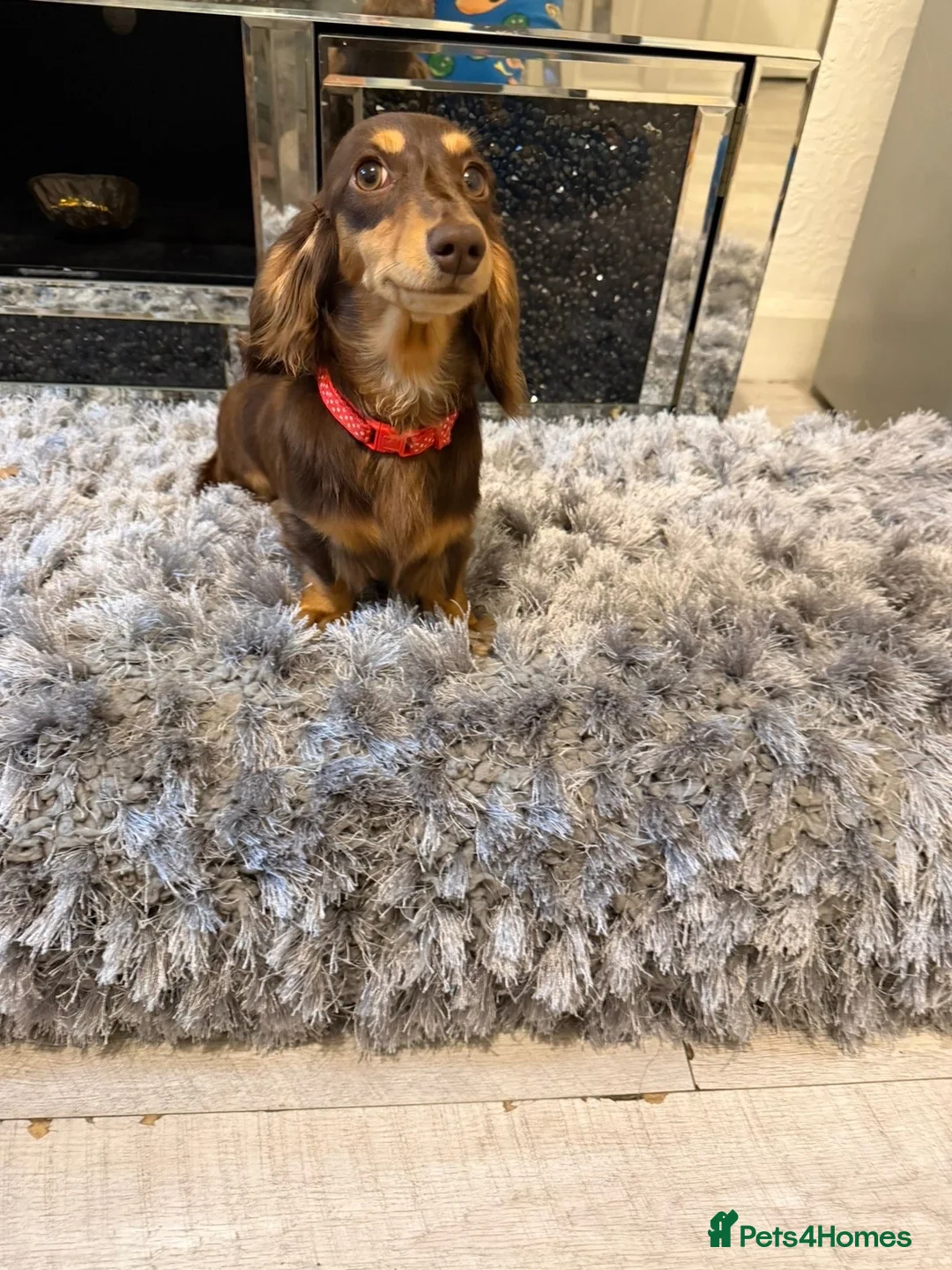 Dachshund dogs for sale: Miniature chocolate dachshund  - Advert 1