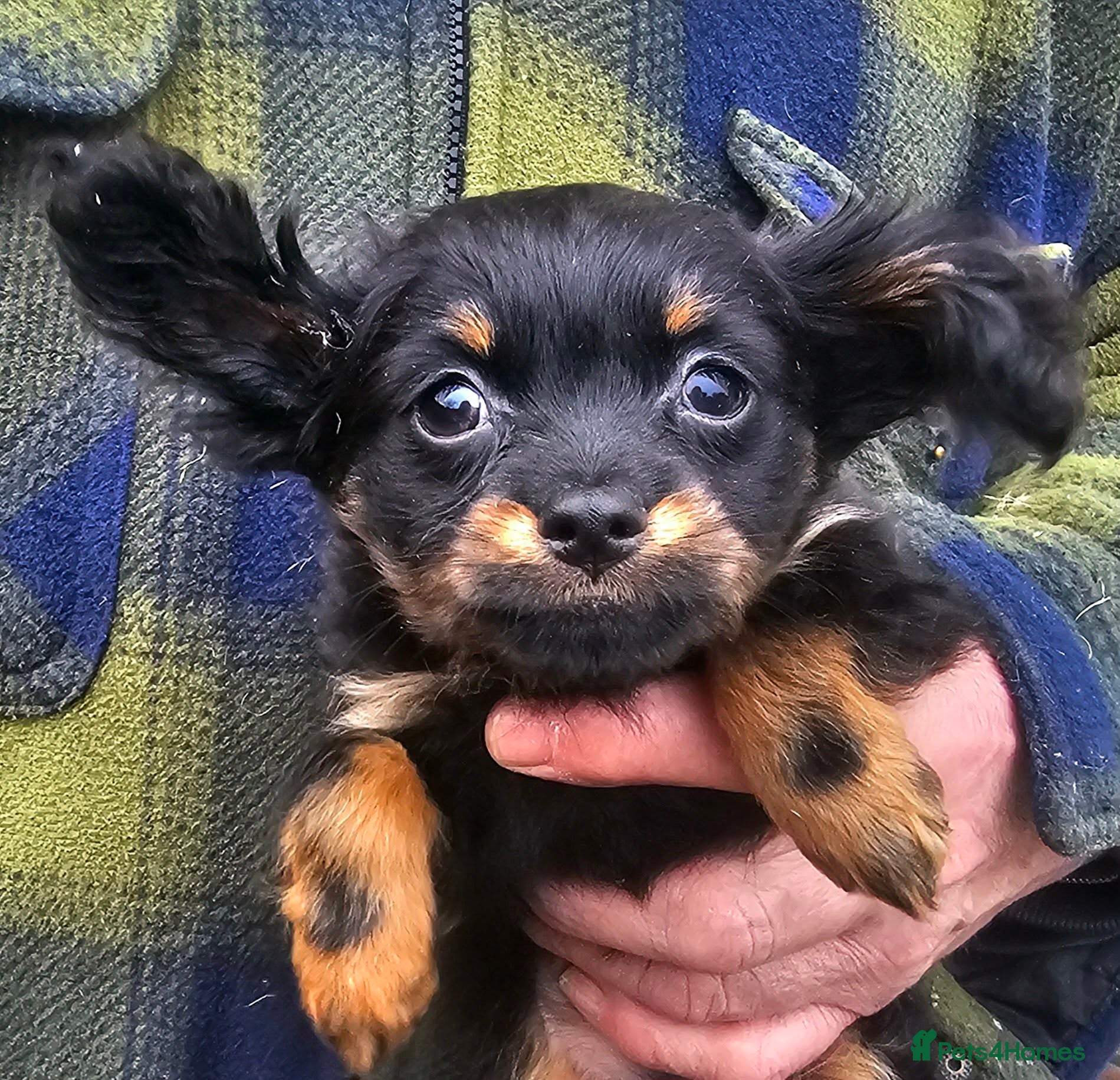 Russian Toy Terrier dogs Gorgeous boy puppy  - Advert 1