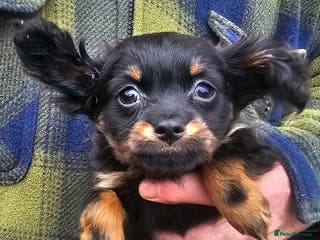 Russian Toy Terrier dogs Gorgeous boy puppy - Advert 1
