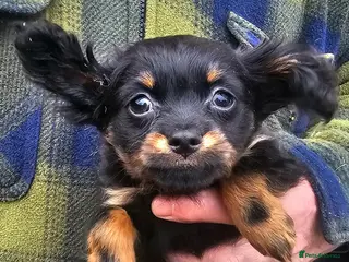 Russian Toy Terrier dogs Gorgeous boy puppy - Advert 2
