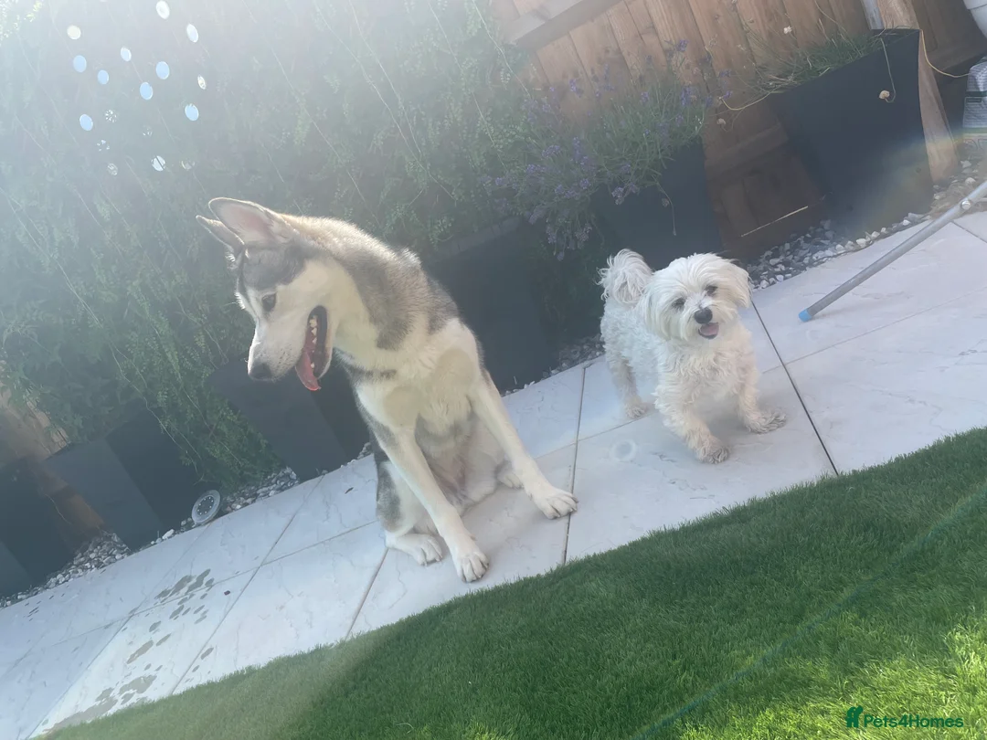 Siberian Husky dogs for sale: Siberian husky  - Advert 8