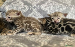 Bengal cats for sale: STUNNING TICA reg Bengal kittens ready to reserve - Image 11
