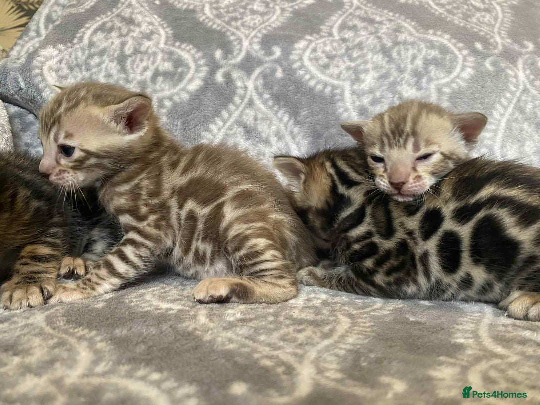 Bengal cats for sale: STUNNING TICA reg Bengal kittens ready to reserve - Image 11