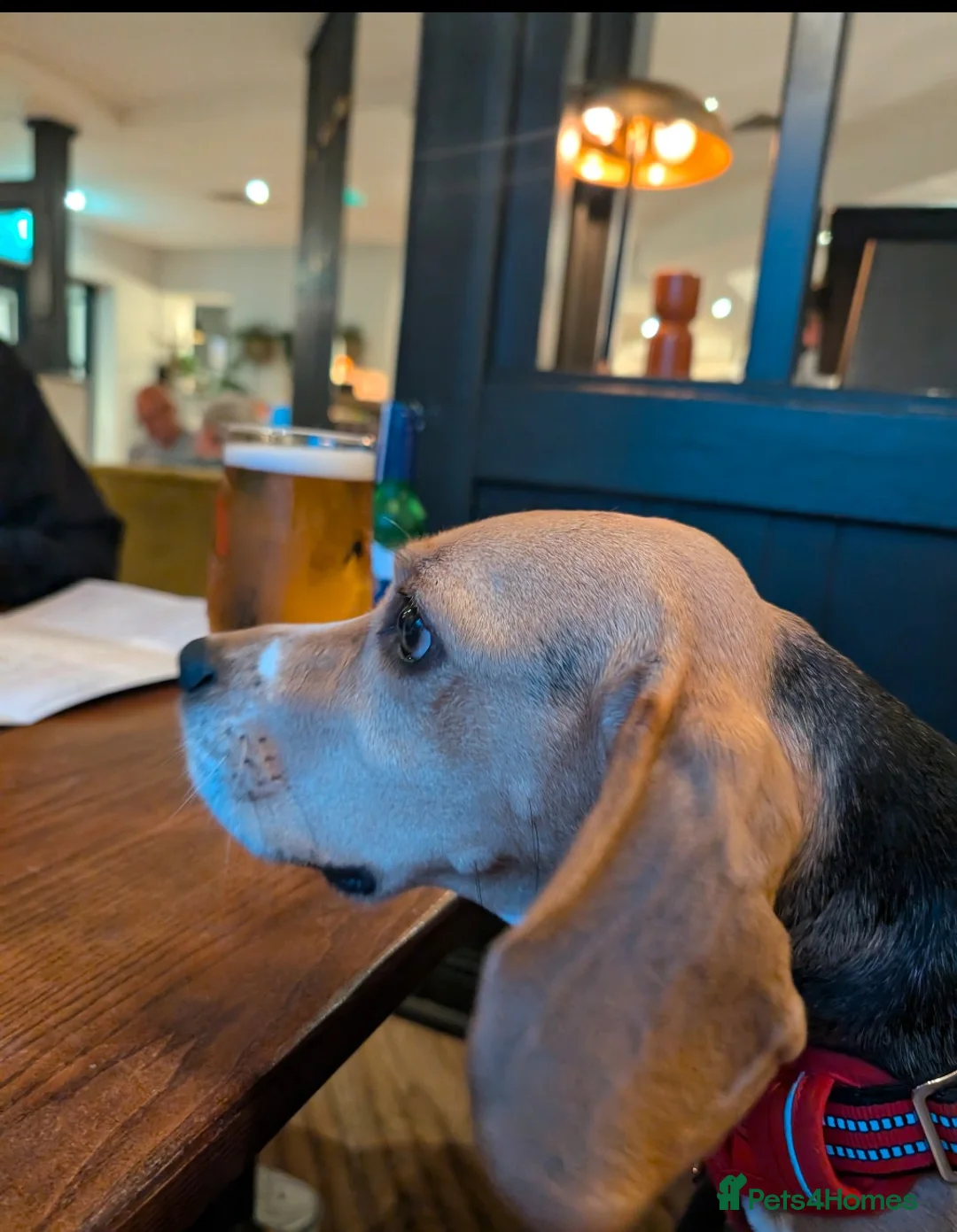 Beagle dogs for sale: Perfect family beagle - Advert 1