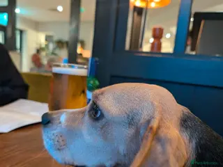 Beagle dogs Perfect family beagle - Advert 5