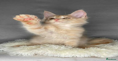 Maine Coon cats - Advert 11
