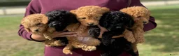 Miniature Poodle dogs for sale: Miniature poodles  in Ashford - Advert 4