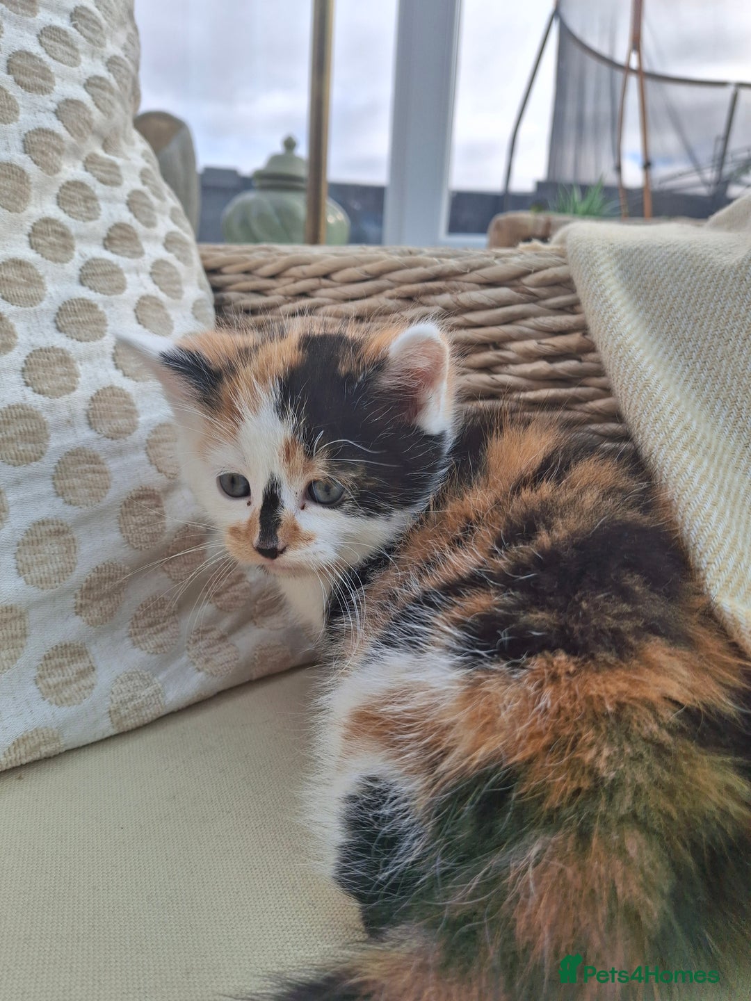 Mixed Breed cats for sale: 3 adorable little kittens for sale  - Image 10