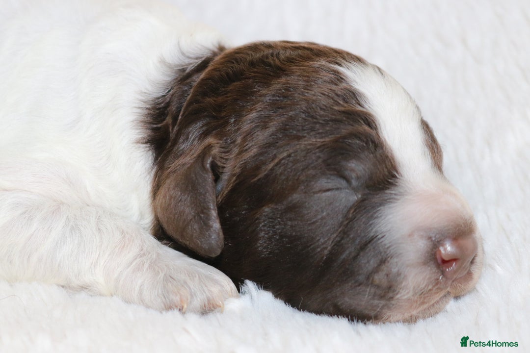 Lagotto Romagnolo dogs for sale: *READY NOW*10 WKS OLD* KC Reg Full Health Tested - Advert 10
