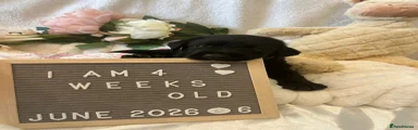 Labrador Retriever Puppy 6 - Reserved 