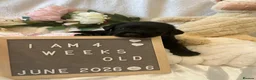 Labrador Retriever dogs for sale: Gorgeous Black Labrador Puppies  - Advert 21