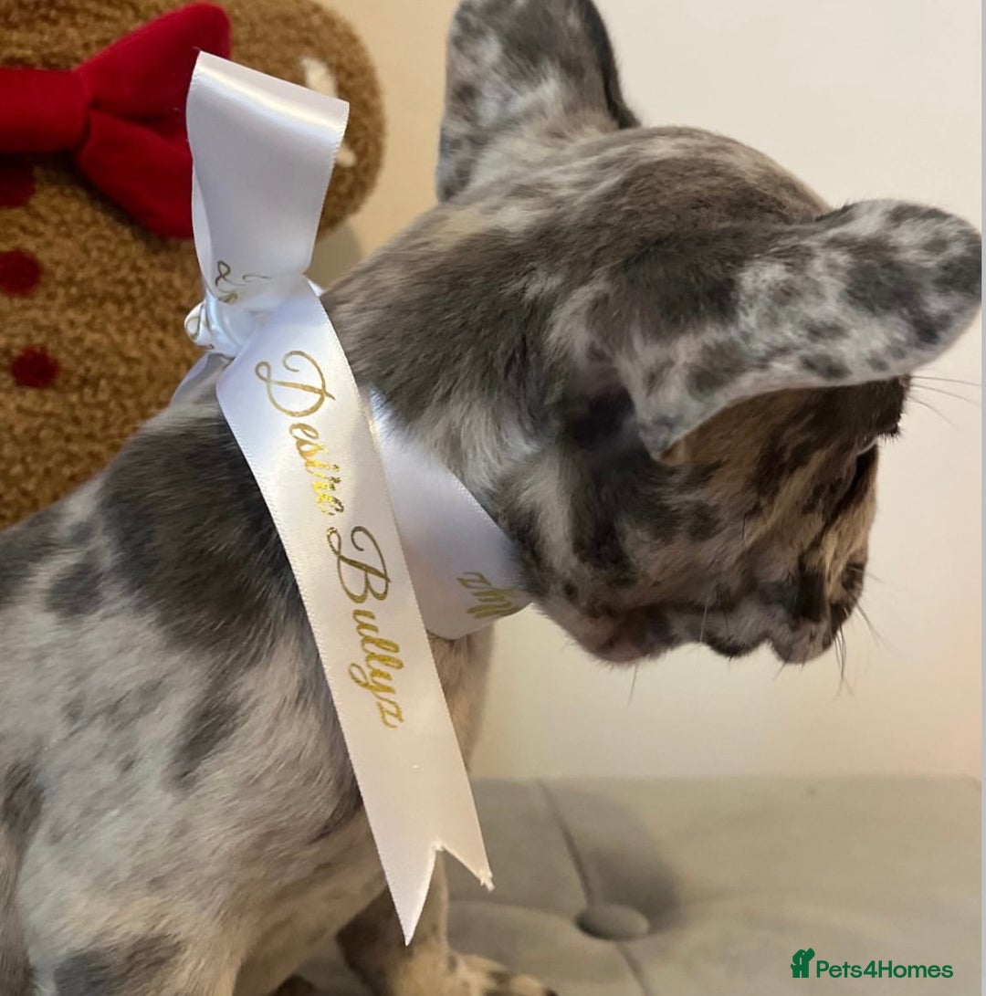 French Bulldog dogs for sale: Last frenchie left out of 6!!! - Advert 6