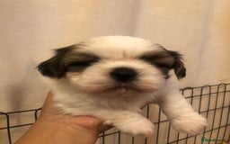Shih Tzu dogs for sale: Angel’s Shih zhus  - Image 8